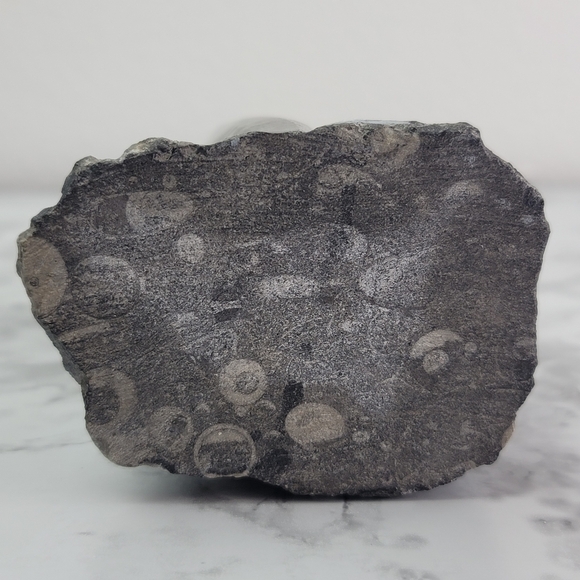 Orthoceras Fossil Home Decor Office Desk Bookend Display Black Gray Accent - Picture 12 of 16